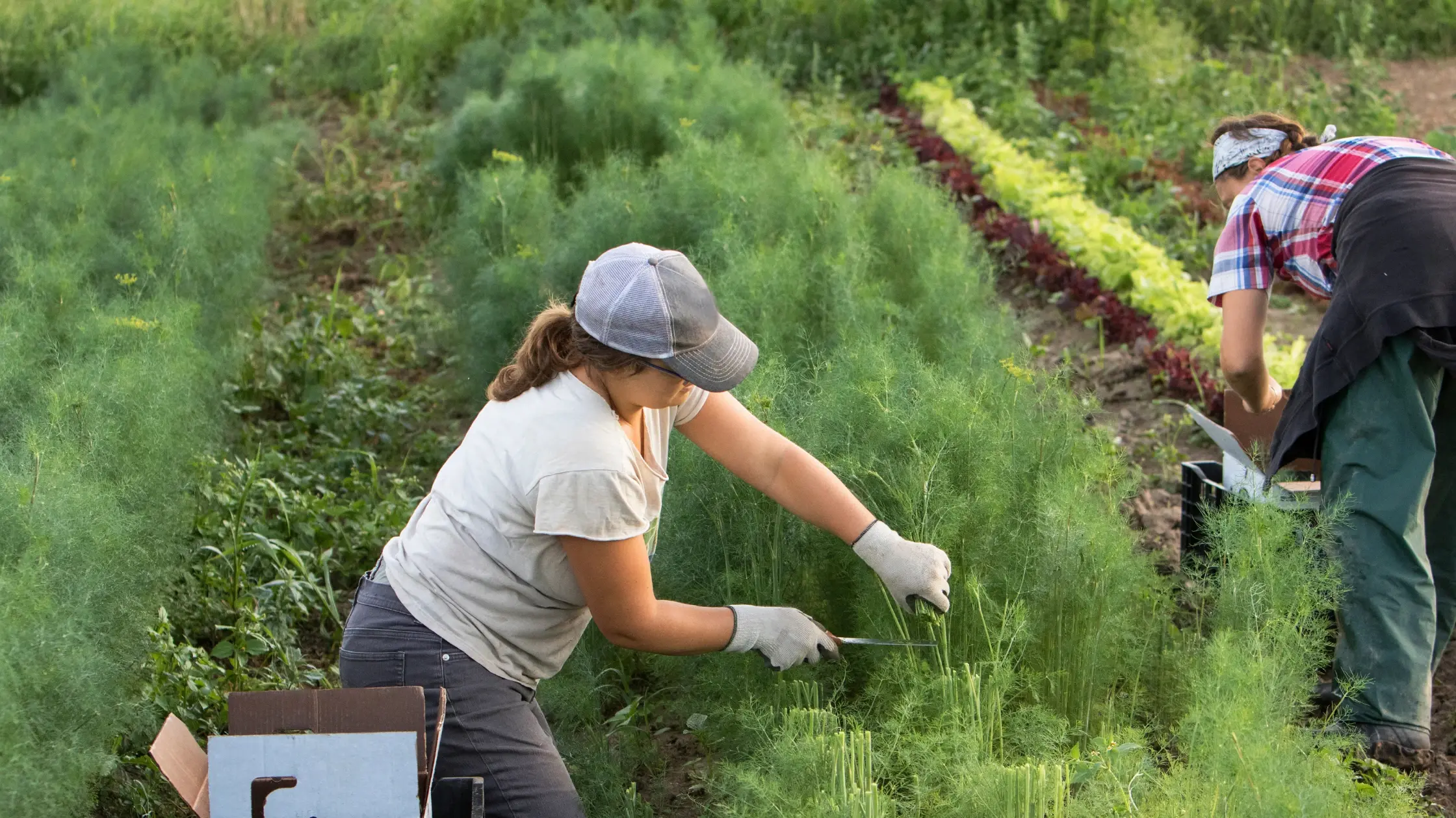 FarmWorkers